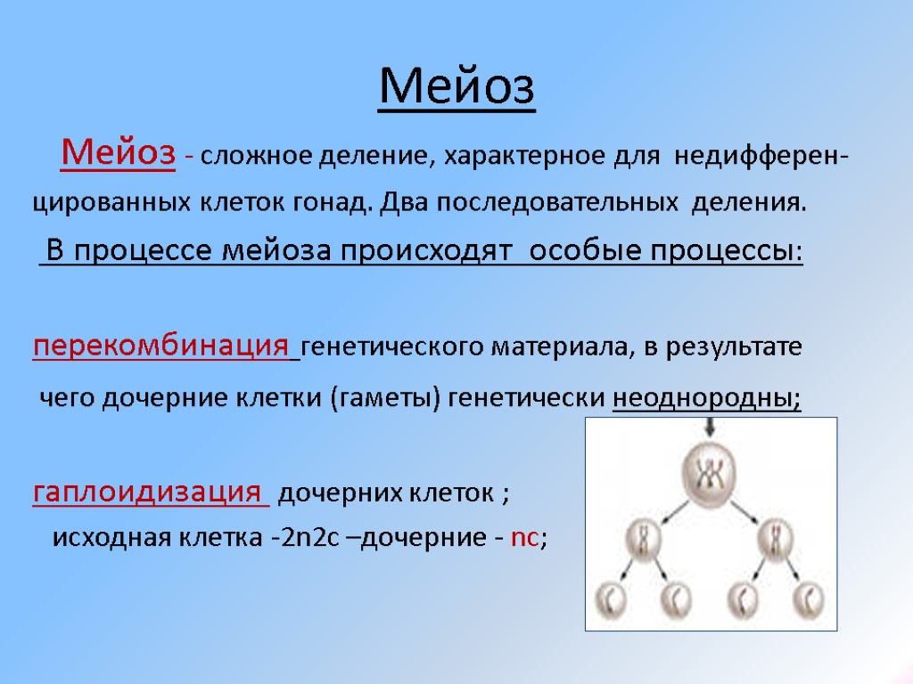 Мейоз Мейоз - сложное деление, характерное для недифферен- цированных клеток гонад. Два последовательных деления.